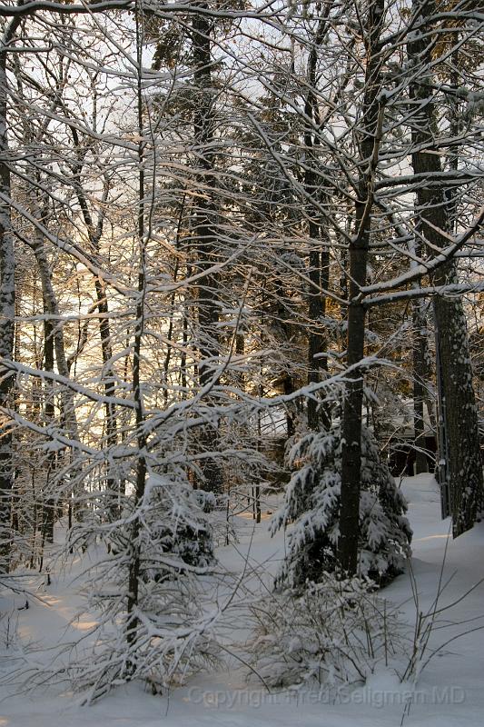 20071228_093535 D2X F.jpg - Winter landscape, Happy Tails, Bridgton, Maine